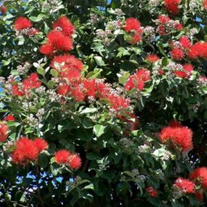 Metrosideros Lighthouse, Pohutukawa - Pb18
