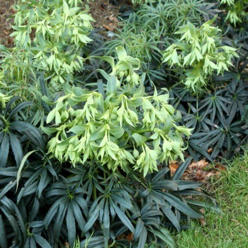 Helleborus foetidus - 2Ltr - Image 2