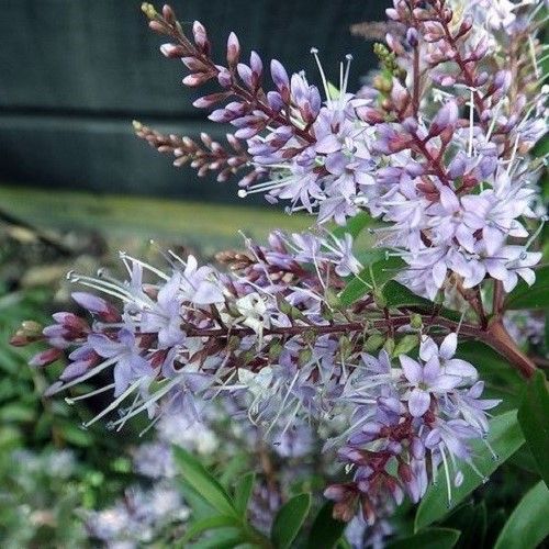 Hebe Ohakea - Pb5 - Image 3