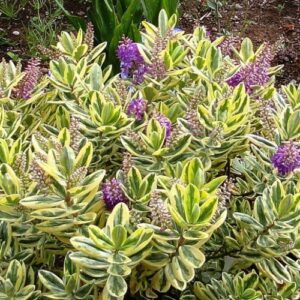 Hebe Waireka - 2.5Ltr