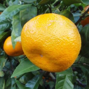 Mandarin Kawano - Pb10