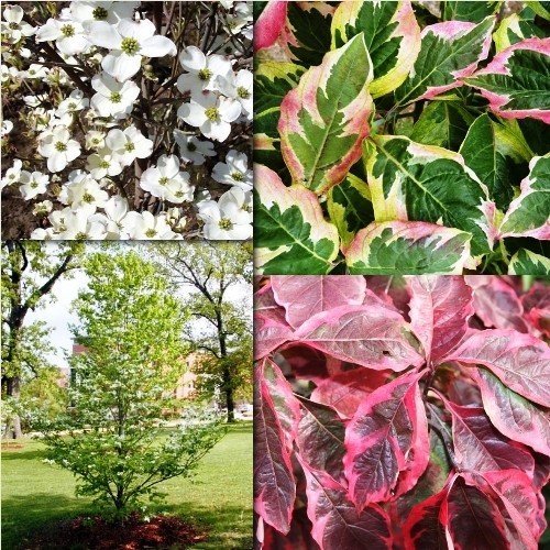 Cornus florida Cherokee Daybreak - Pb18 (1.8/2m) - Image 2