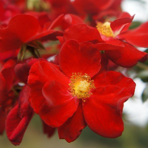 Rose Flower Carpet Red