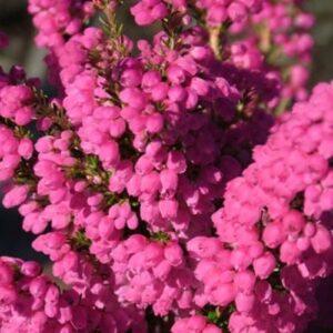 Erica Ruby Shepherd - Pb5