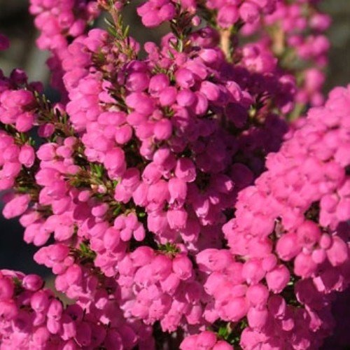 Erica Ruby Shepherd - Pb5 - Image 2