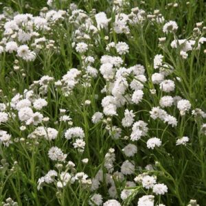 Achillea The Pearl - Pb5