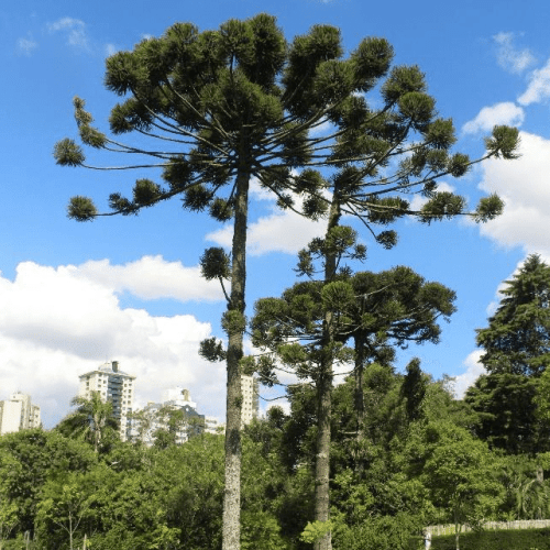 78f46d19311269de178b3404117413abea4693b7 3.png Araucaria angustifolia, Brazilian Pine - Pb12