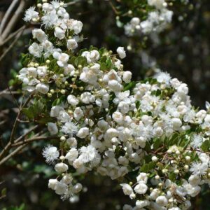 Luma apiculata - Pb6.5