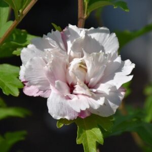 Hibiscus Blushing Bride - Pb6.5 (30/40)