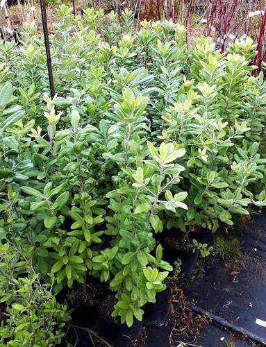 Pittosporum ralphii, Ralph's Karo - Pb6.5 (100/120)