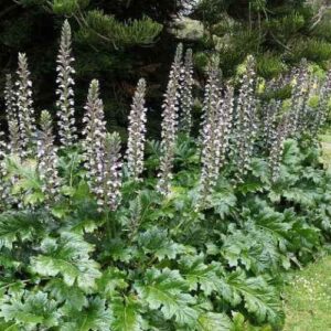 Acanthus mollis, Bear's Breeches - 2Ltr/Pb5