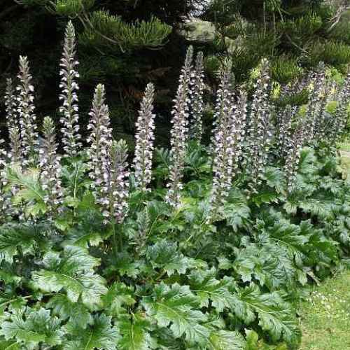 Acanthus mollis, Bear's Breeches - 2Ltr/Pb5