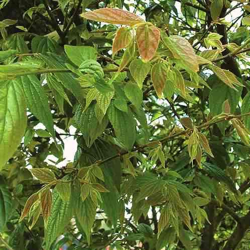 Celtis tetrandra, Hackberry - Pb12