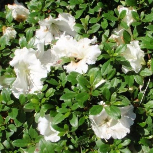 Azalea Gumpo White - 2.4Ltr - Image 2
