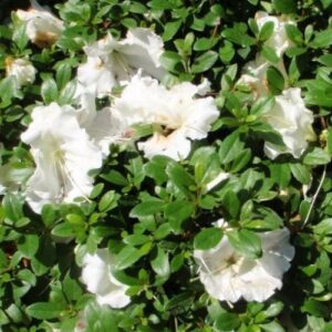 Azalea Gumpo White - 2.4Ltr