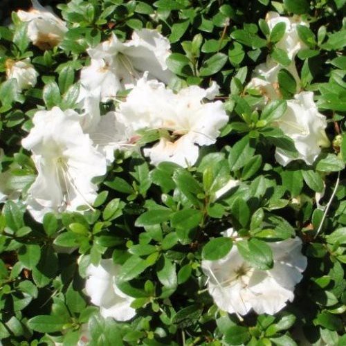 Azalea Gumpo White - 2.4Ltr