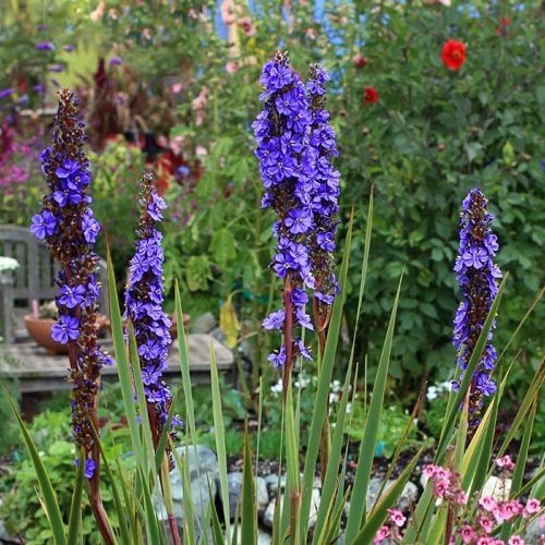 Aristea major, Blue Sceptre - Pb5/Pb6.5 - Image 2