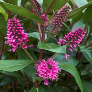 Hebe Wiri Desire - 3Ltr