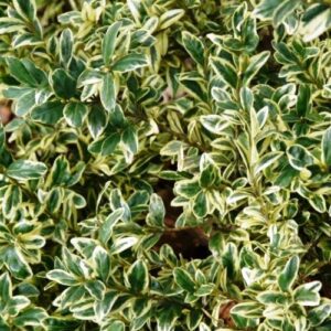 Buxus Variegata - Pb6.5