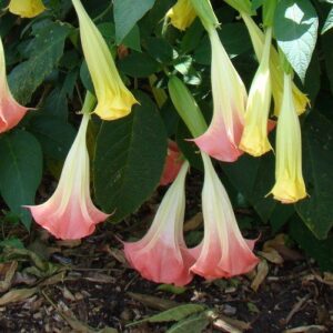 Brugmansia Noel's Blush - 2.5L/3.5L (20/40)