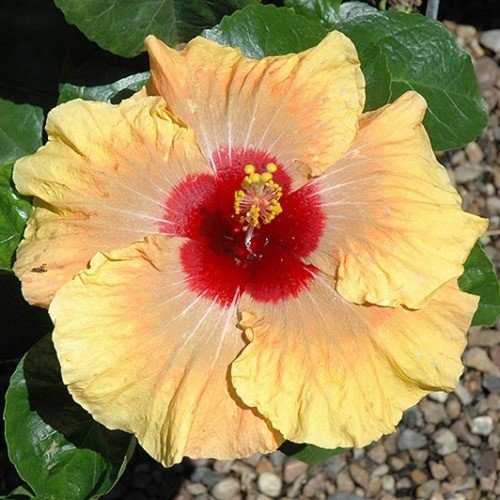Hibiscus Fifth Dimension - 1.9Ltr - Image 2