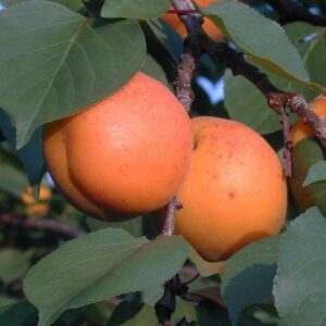 Apricot Goldrich - Pb18