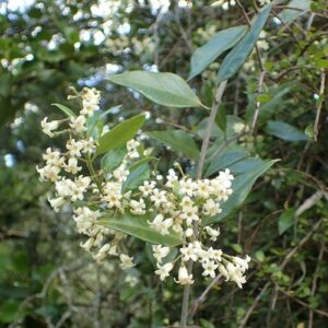 Parsonsia heterophylla, New Zealand Jasmine - Pb6.5