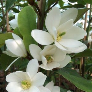 Magnolia Fairy White - Pb12 (1.2m/1.5m)