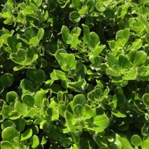 Coprosma Poor Knight's -Pb5 (15/30)