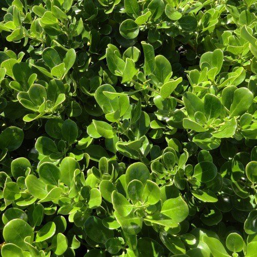 Coprosma Poor Knight's -Pb5 (15/30)