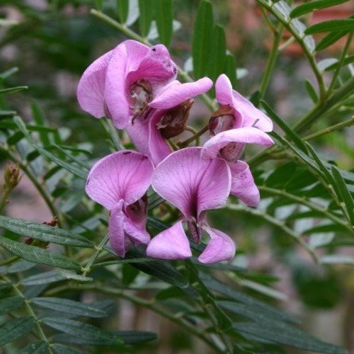 Virgilia divaricata, Pink Blossom Tree - Pb6.5 - Image 2