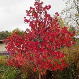 Liquidambar Lane Roberts, Sweetgum - Pb60/Pb95