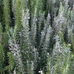 Rosmarinus September Blue - 1.3Ltr (20/30)