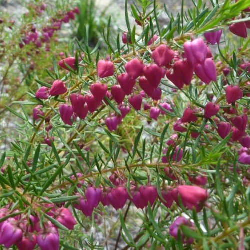 Boronia heterophylla - 3.5ltr (20/30) - Image 2
