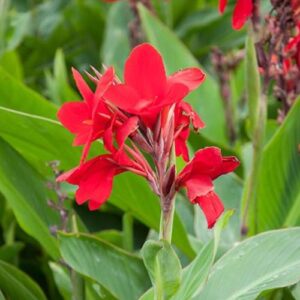 Canna Tropical Red (dwarf) - Pb5