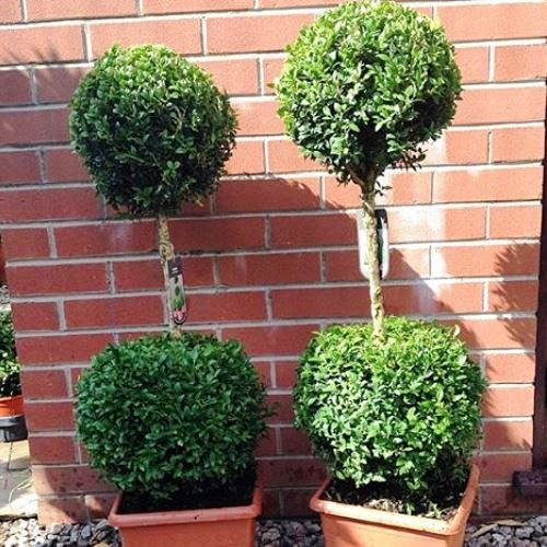 Buxus sempervirens, Double Sphere Topiary