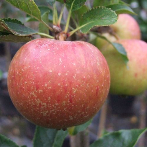 Apple Kidds Orange Red - Pb12