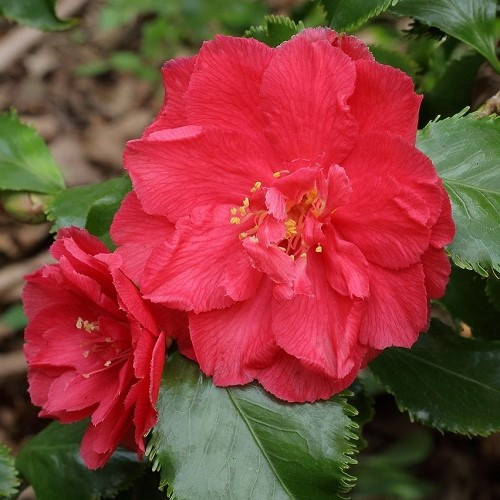 Camellia Holly Bright - 2.5Ltr (100/150) - Image 2