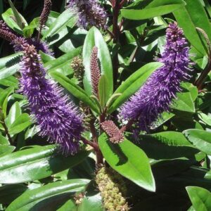 Hebe Sandra Joy - Pb5 (30/40)