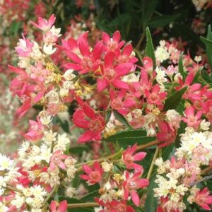 Ceratopetalum gummiferum- Pb6.5