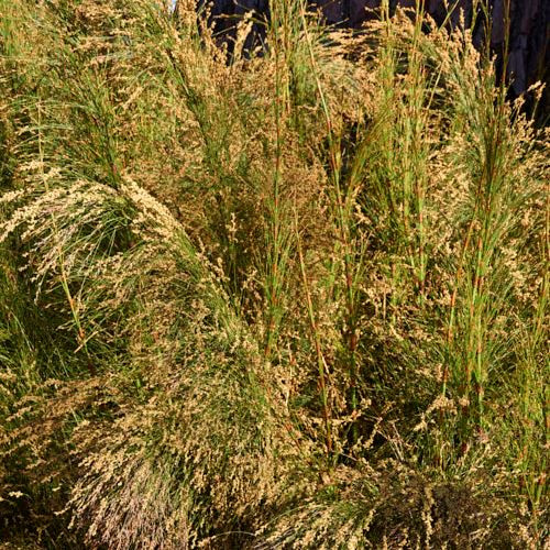 Ischyrolepis subverticillata, Restio - Pb6.5