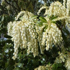 Pieris White Cascade - 2ltr (30/40)