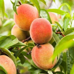 Peach Glohaven - Pb18