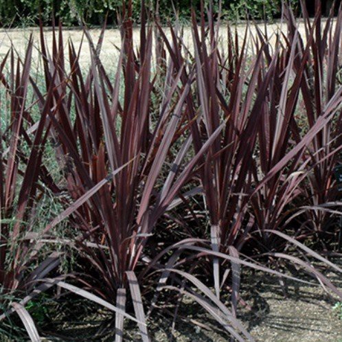 Cordyline banksii Purple Sensation - Pb5