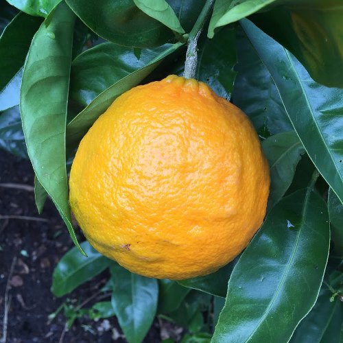 Tangor Ugli - Pb10 - Image 2