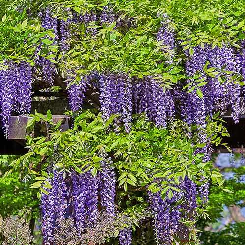 Wisteria sinensis, Chinese Wisteria - Pb6.5 - Image 2