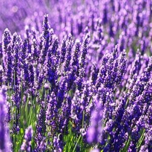 Lavandula x Pure Platinum - 1.5Ltr