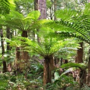 Cyathea smithii, Katote - 3Ltr (40/50)