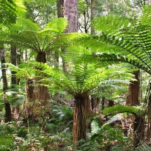 Cyathea smithii, Katote - 3Ltr (40/50)