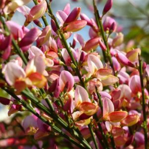 Cytisus s. Lord Lambourne - Pb3/Pb5